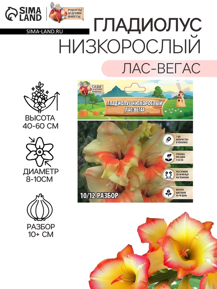 Гладиолус Низкорослый