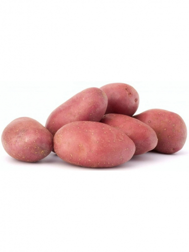 Семенной Картофель 
