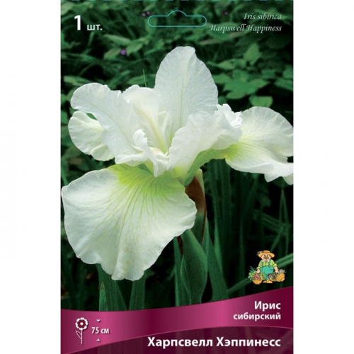 Корневище Ирис сибирский «Харпсвелл Хэппинесс», 1 шт., р-р I