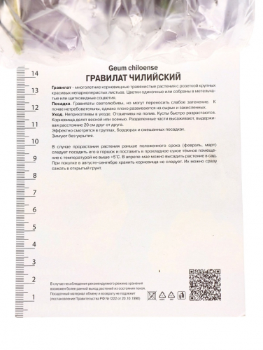 Гравилат чилийский Леди Штратэдэн, саженец декоративный, цветущий, р-р I, 1 шт.