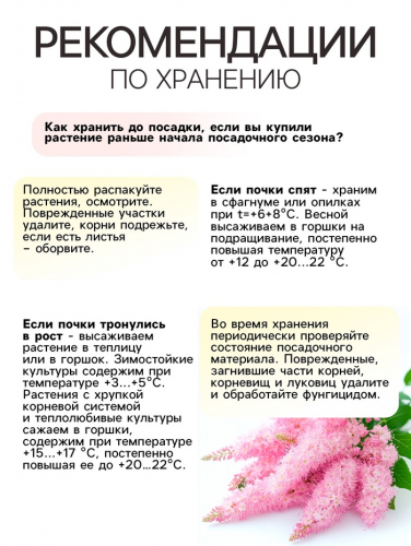 Астильба Арендса Brautschleierмноголетник, корневище в торфогрунте р-р II, 2 шт.