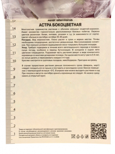 Астра бокоцветковая «Принц», корневище в торфогрунте, р-р I, 1 шт.