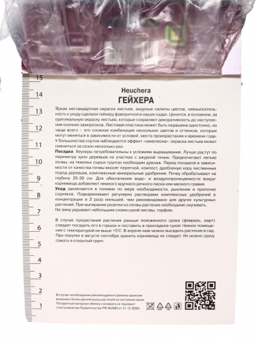 Гейхера (Хеухера) кроваво-красная Корал Форест, корневище в пакете с торфогрунтом, р-р I, 1 шт.