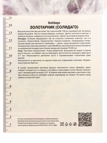 Золотарник «гибридный Страхленкрон», корневище в пакете с торфогрунтом, 1 шт., р-р I