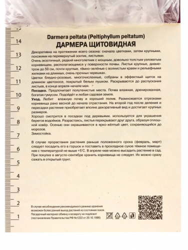 Дармера щитовидная, р-р I, 1 шт, Осень 2025
