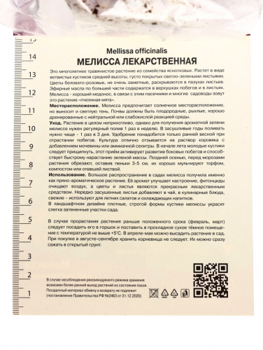 Луковица Мелисса лекарственная, р-р I, 1 шт.