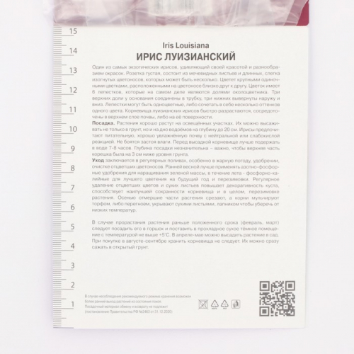 Ирис луизианский Энди Дэнди, р-р I, 1 шт, Осень 2025