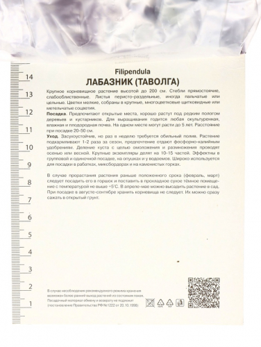 Лабазник вязолистный Вариегата, р-р I, 1 шт.