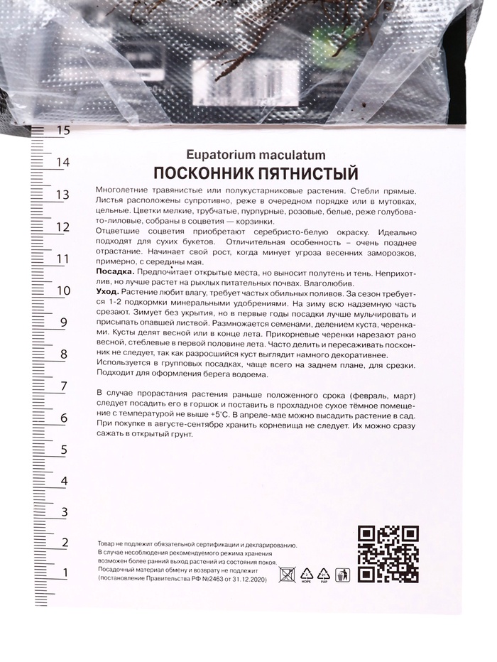 Посконник «пятнистый Беби Джо», 1 шт., р-р I