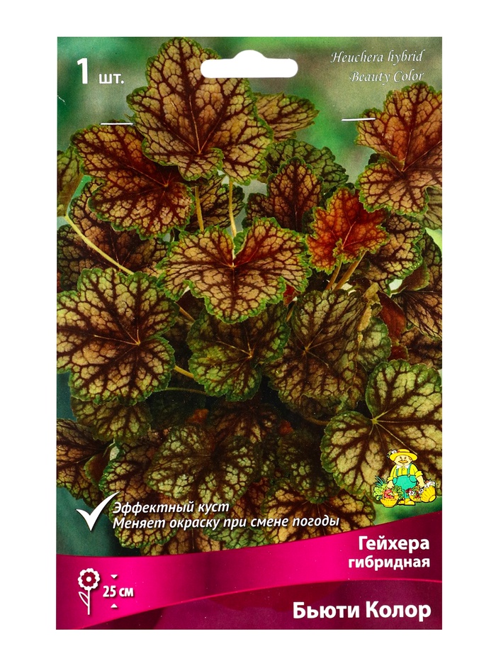 Гейхера (Хеухера) гибридная Бьюти Колор, корневище в пакете с торфогрунтом, р-р I, 1 шт.