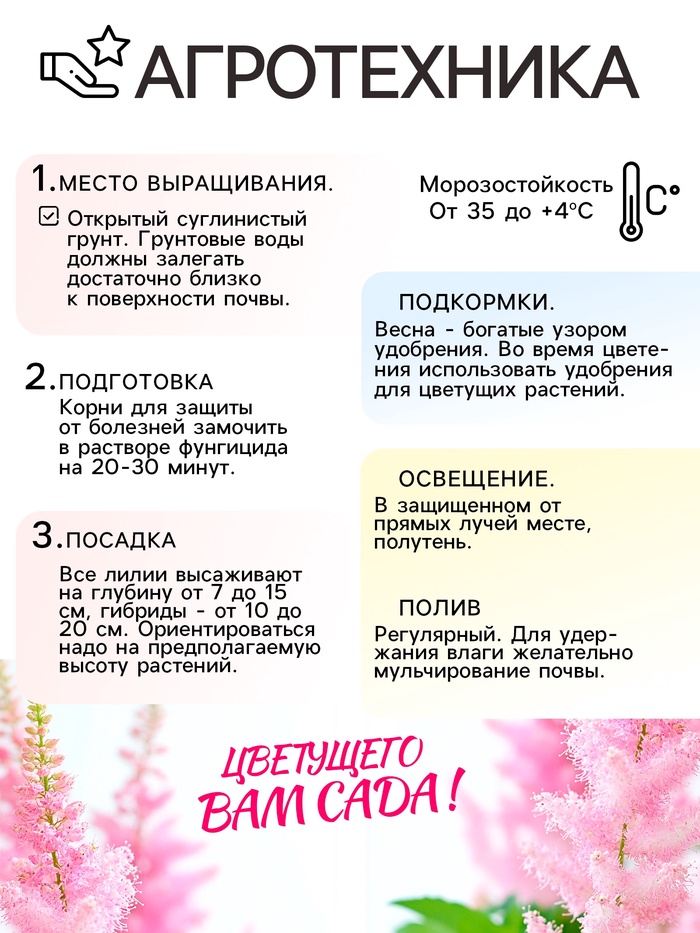 Астильба Арендса Weisse Gloria многолетник, корневище в торфогрунте, р-р II, 2 шт.