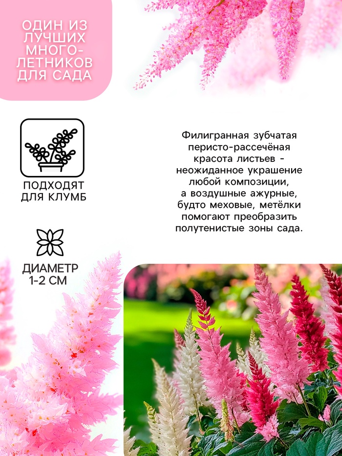 Астильба Арендса Weisse Gloria многолетник, корневище в торфогрунте, р-р II, 2 шт.
