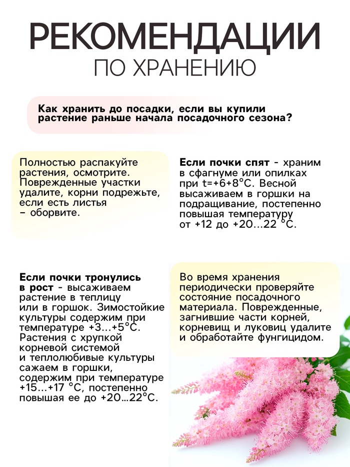 Астильба Арендса Weisse Gloria многолетник, корневище в торфогрунте, р-р II, 2 шт.