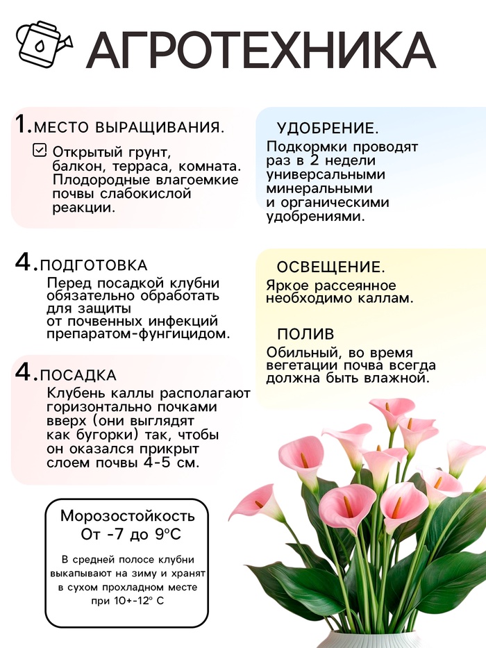 Калла «Смесь», клубнелуковица в пакете с перфорацией, р-р 10/12, 5 шт.