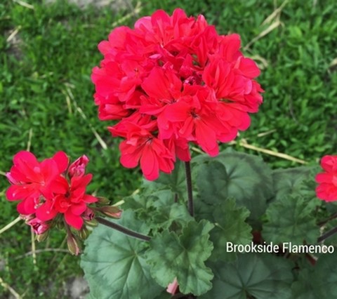 Пеларгония махровая Brookside Flamenko