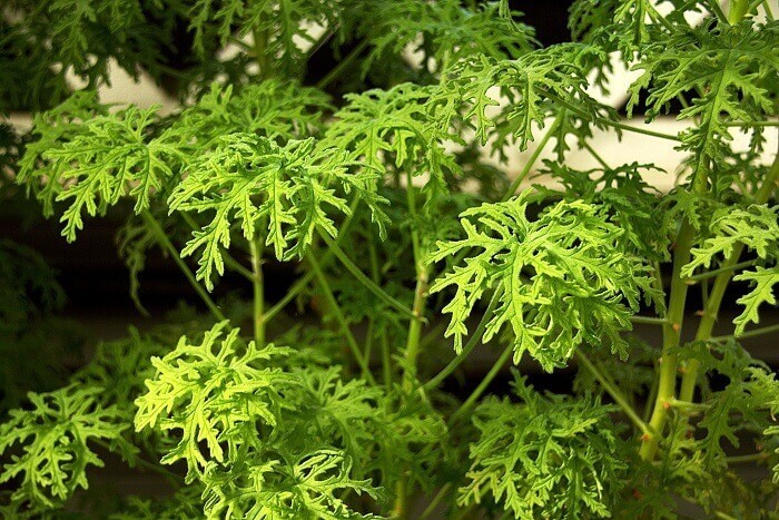 Пеларгония душистая Физантис Фрут