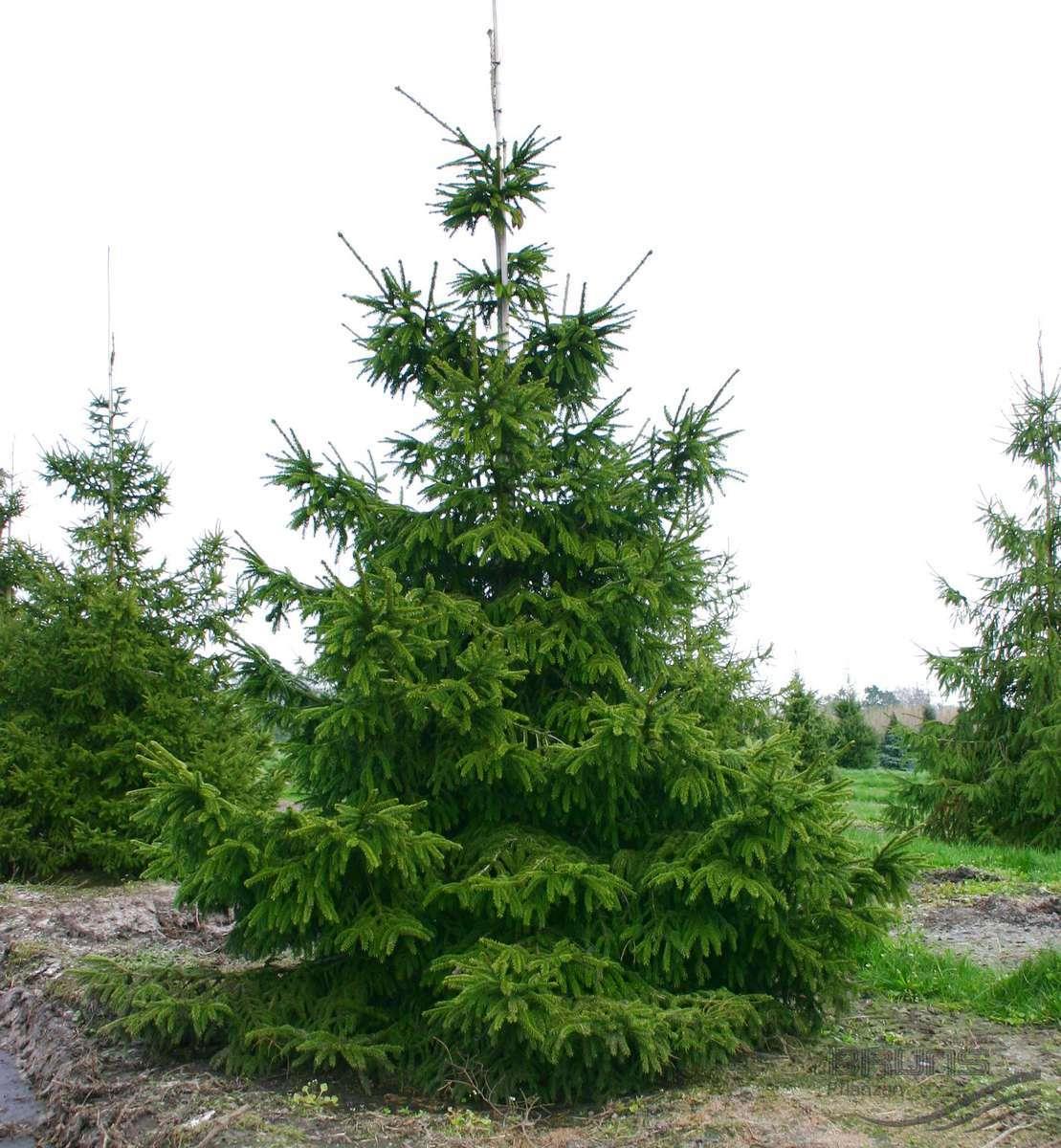 Ели кавказа. Ель Восточная Picea orientalis. Ель Восточная (Picea orientalis Barnes). Ель Восточная Ауреа спиката. Ель Восточная витхоу компакт.