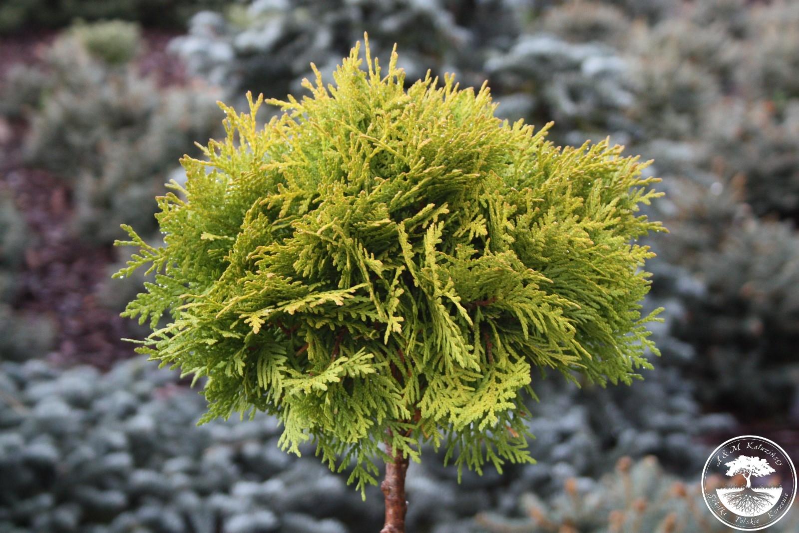 туя западная mirjam. туя occidentalis. туя шаровидная мириам. туя западная мириам. туя occidentalis.