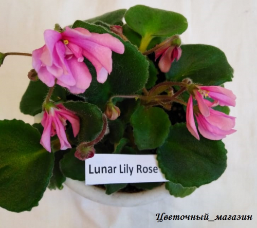 Фиалка Lunar Lily Rose