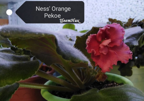 Фиалка Ness` Orange Pekoe