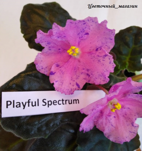 Фиалка Playful Spectrum