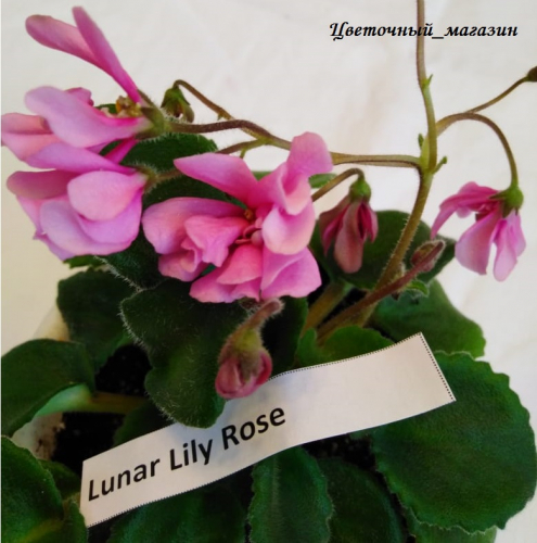 Фиалка Lunar Lily Rose