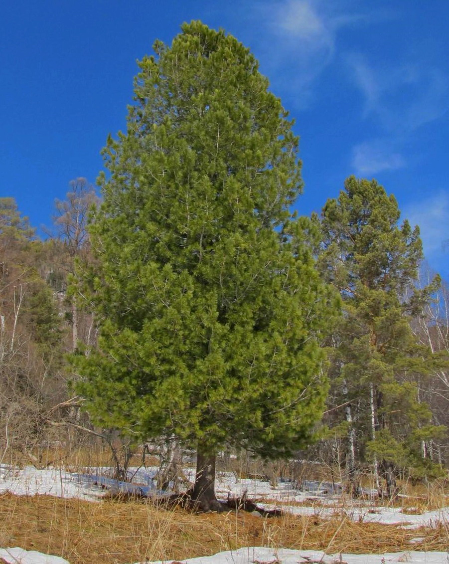 Сибирская сосна растет. Кедр Сибирский Pinus sibirica. Сибирский кедр (Pinus sibirica du Tour). Сосна Кедровая Pinus sibirica. Кедр Сибирский сосна Сибирская Pinus sibirica.