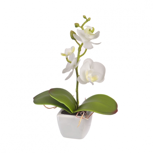 Орхидея в керамическом кашпо 16 см