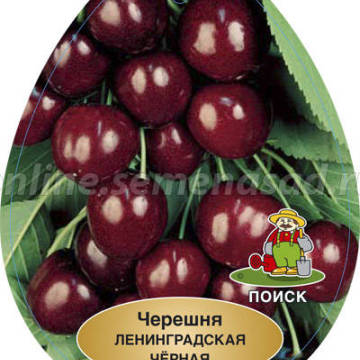 Черешня Ленинградская черная (средний, черно-вишневый)