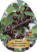 Вишня Шоколадница (среднеспелый, красно-черный)