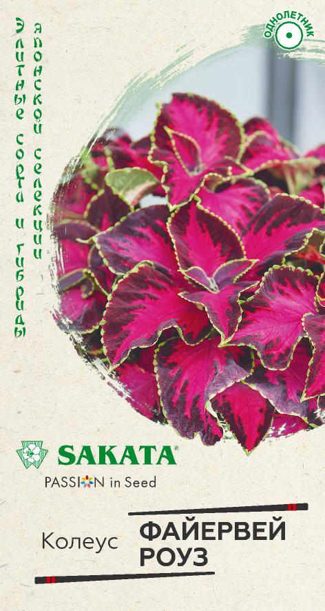 Цветы Колеус Файервей Роуз 4 шт ц/п Гавриш (комн.)