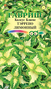 Цветы Колеус Тэррено лимонный 4 шт ц/п Гавриш (комн.)