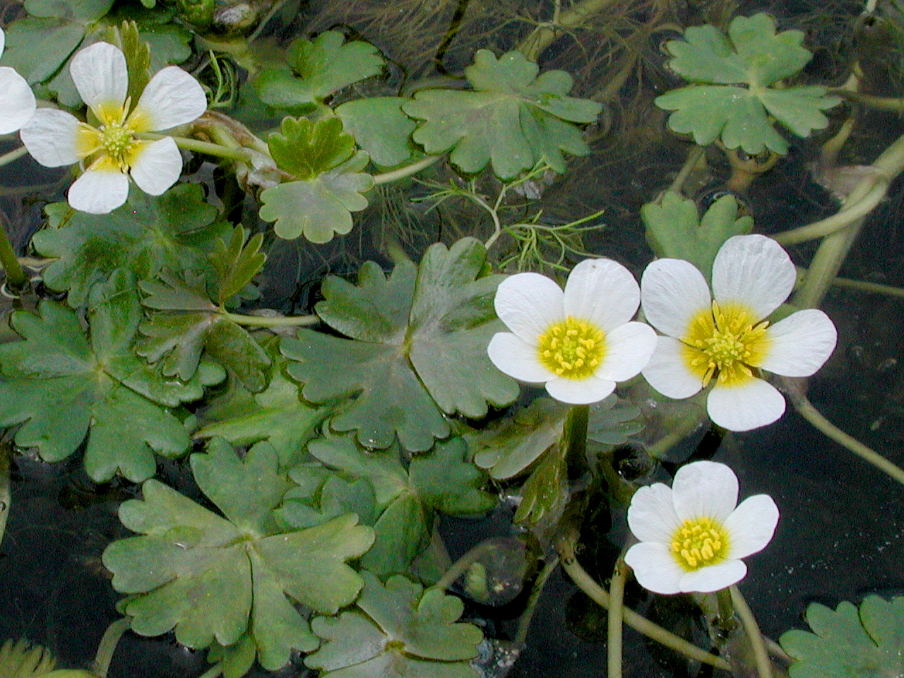 Шелковник. Лютик Ranunculus aquatilis. Водяной Лютик Ranunculus aquatilis. Лютик Водный (Ranunculus aquatilis). Лютик болотный ( Ranúnculus).