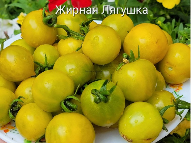 Жирная лягушка НОВИНКА