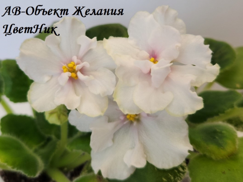 Фиалка АВ-Объект Желания