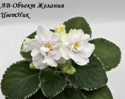 Фиалка АВ-Объект Желания