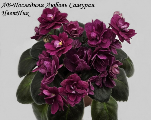 Фиалка АВ-Последняя Любовь Самурая