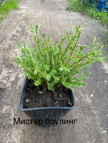 Туя Мистер Боулинг Болл, Н 20+см, фото сделано 15.06.25