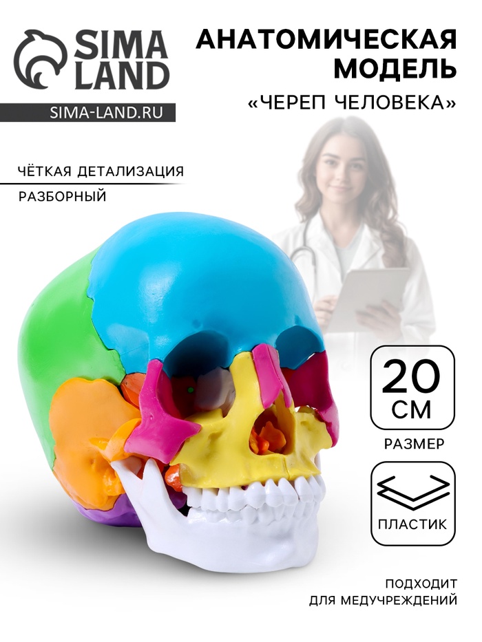Анатомическая модель «Череп человека», разноцветный, разборный, 20 см