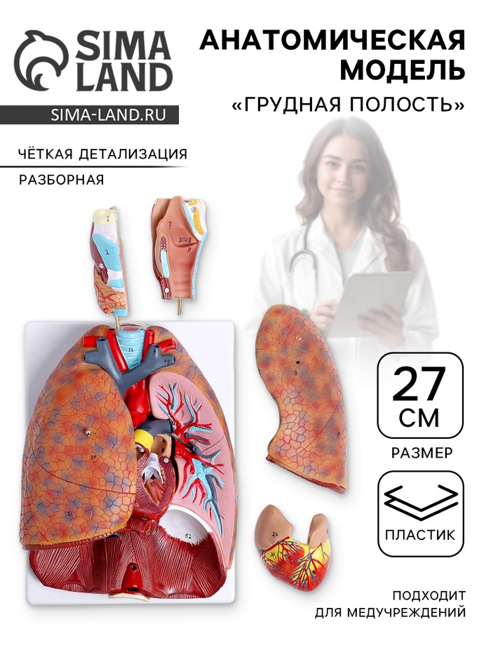 Анатомическая модель «Грудная полость», изнутри, разборная, 27 см