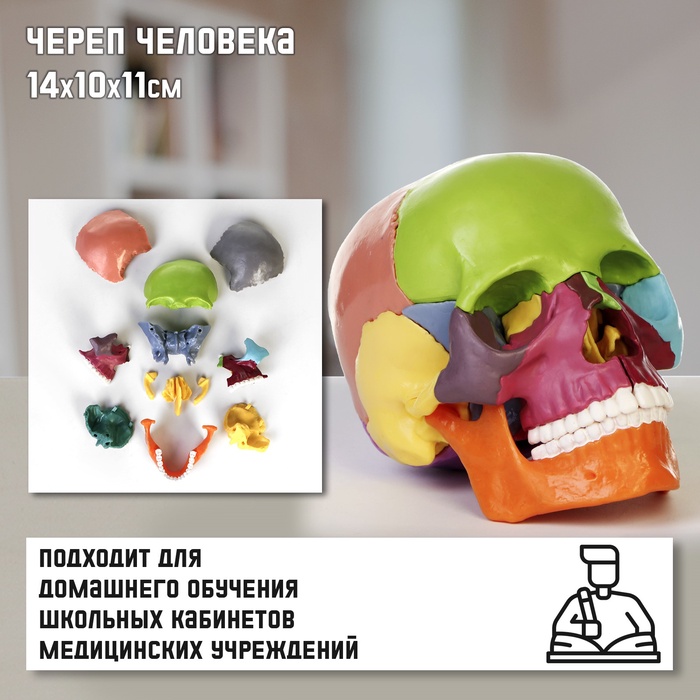 Анатомическая модель «Макет черепа человека», разборный, цветной, 14×10×11 см