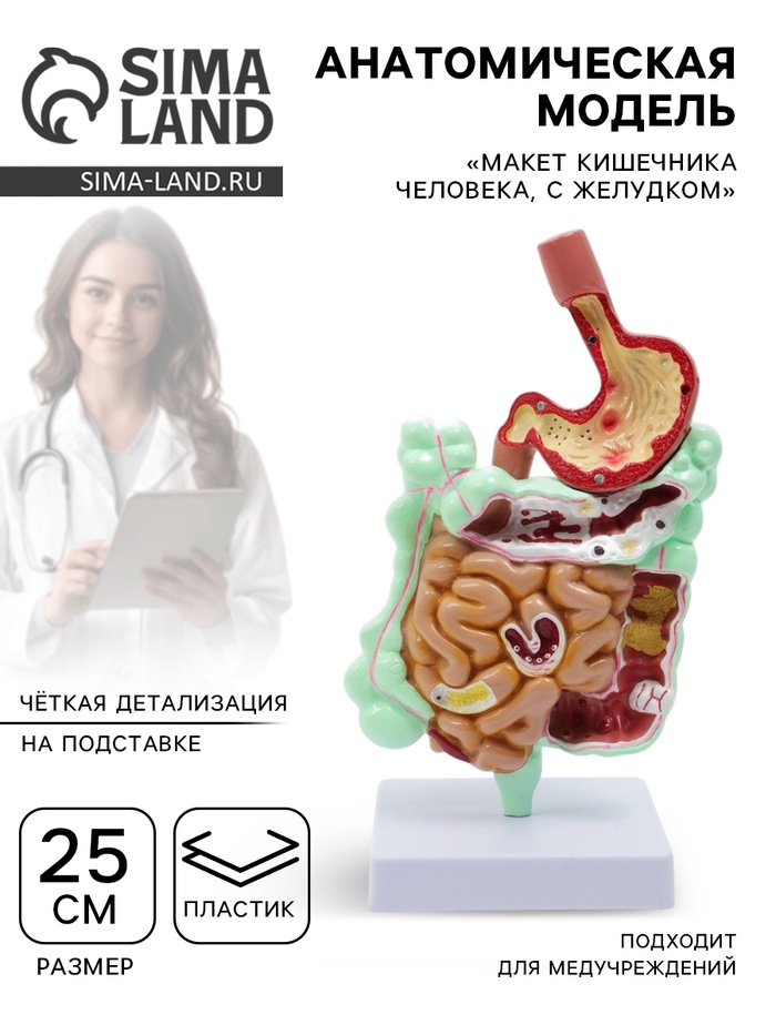 Анатомическая модель «Макет кишечника человека, с желудком», 25 см