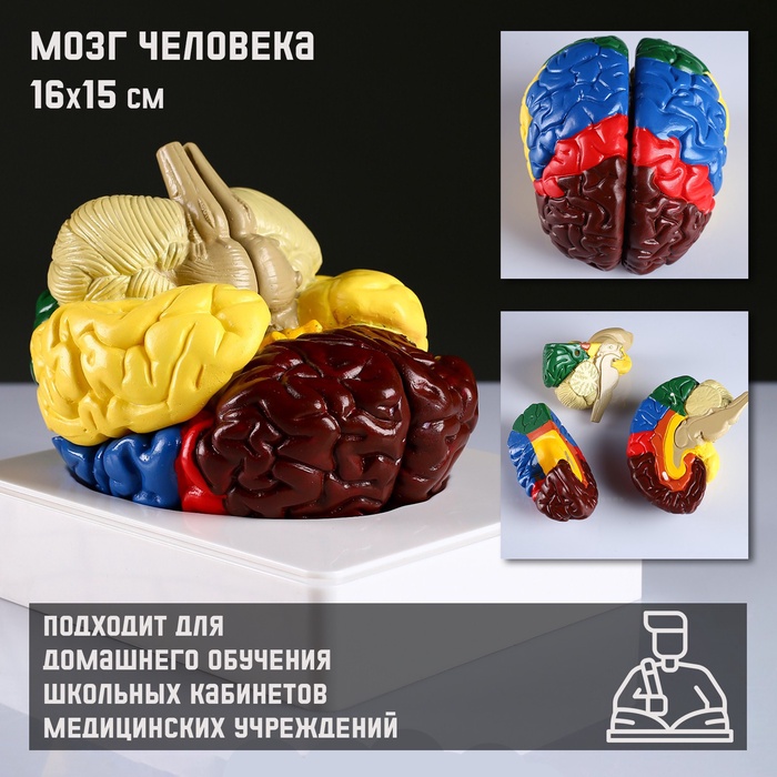 Анатомическая модель «Макет мозга человека», 16×15 см