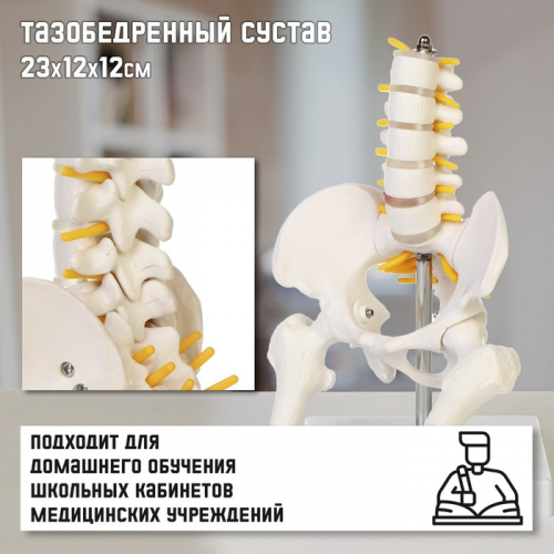 Анатомическая модель «Макет поясничного отдела и тазобедренного сустава», 23×12×12 см