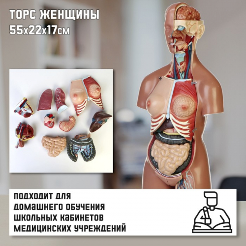 Анатомическая модель «Макет торса женщины», разборный, 55×22×17 см