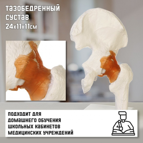 Анатомическая модель «Макет тазобедренного сустава», 24×11×11 см