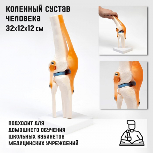 Анатомическая модель «Макет коленного сустава», 32×12×12 см