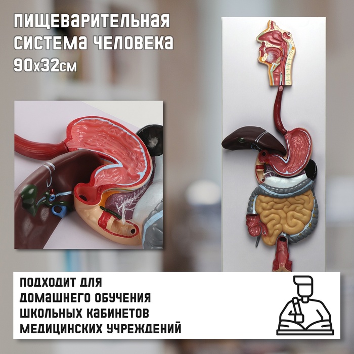 Анатомическая модель «Макет пищеварительной системы человека», 90×32 см