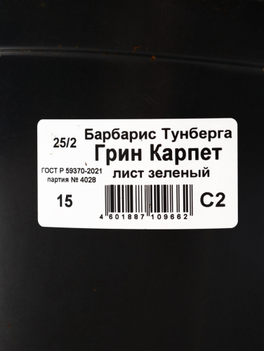 Саженец Барбарис Тунберга «Грин Карпет», горшок С2, 1 шт., Лето 2025