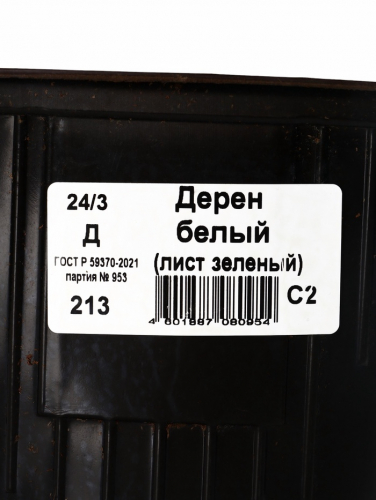 Саженец Дерен белый видовой, горшок С2, 1 шт.